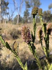 Pterocaulon redolens