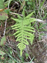 Coryphopteris castanea