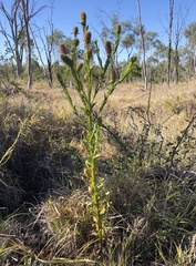Pterocaulon redolens