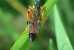 Anisotacrus bipunctatus