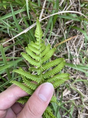 Coryphopteris castanea