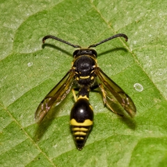 Eumenes coronatus