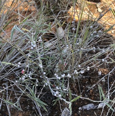 Indigofera linifolia