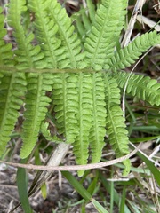 Coryphopteris castanea