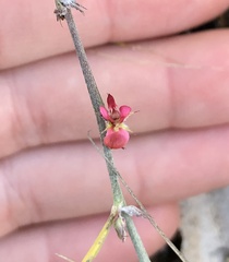 Indigofera linifolia