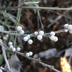 Indigofera linifolia