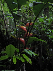 Heliconia stricta