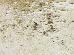 Cylindera psilica