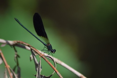 Calopteryx haemorrhoidalis