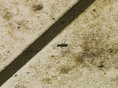 Cylindera psilica