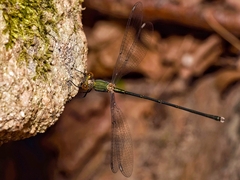 Chalcolestes viridis
