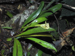 Maxillaria egertoniana