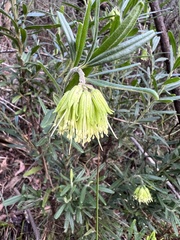 Leionema viridiflorum