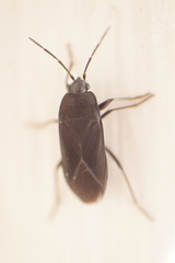 Aphanus rolandri