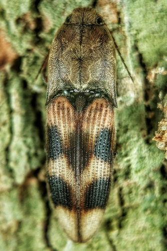 Xanthopenthes