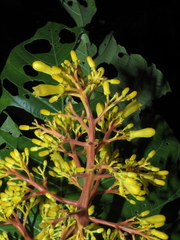 Palicourea guianensis