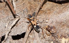 Beosus quadripunctatus