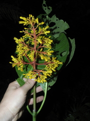 Palicourea guianensis