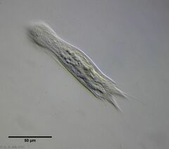 Aspidiophorus longichaetus