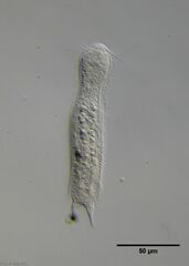 Aspidiophorus longichaetus