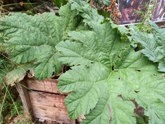 Gunnera manicata