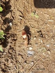 Psorodonotus venosus
