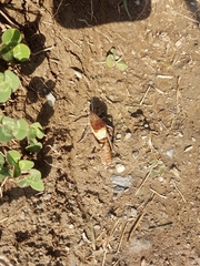 Psorodonotus venosus
