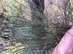 Allocasuarina inophloia