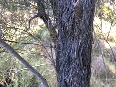Allocasuarina inophloia