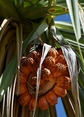 Pandanus cookii