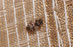 Hyalochilus ovatulus