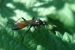 Ctenichneumon divisorius