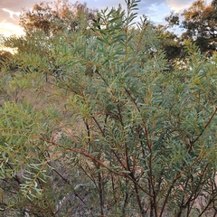 Acacia decora