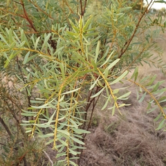 Acacia decora