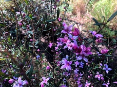 Boronia glabra