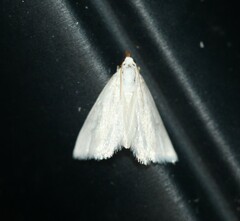 Leptosteges vestaliella