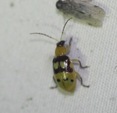 Paranapiacaba connexa