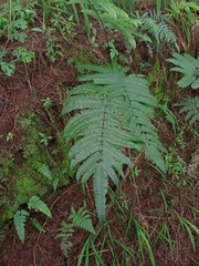 Pteris setulosocostulata