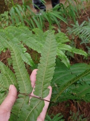 Pteris setulosocostulata