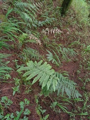 Pteris setulosocostulata