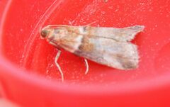 Acrobasis repandana