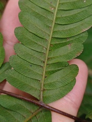Pteris setulosocostulata