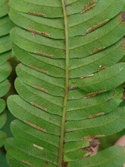 Pteris setulosocostulata