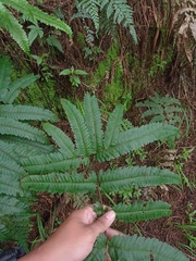Pteris setulosocostulata