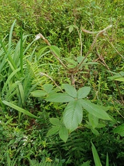 Rubus lineatus