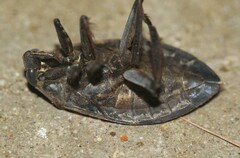 Belostoma subspinosum