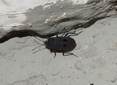 Graptopeltus validus