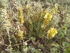 Oxytropis oxyphylla