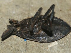 Belostoma subspinosum