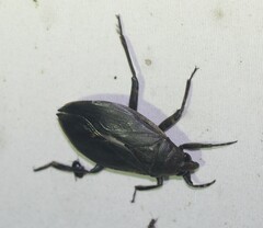 Belostoma subspinosum